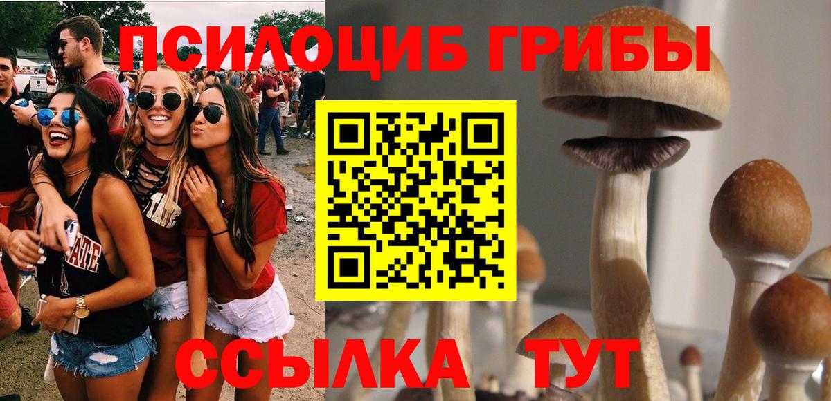 Курчалой  Псилоцибиновые грибы прущие грибы  Вход с VPN 
